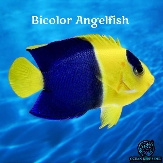 Angel - Bicolor