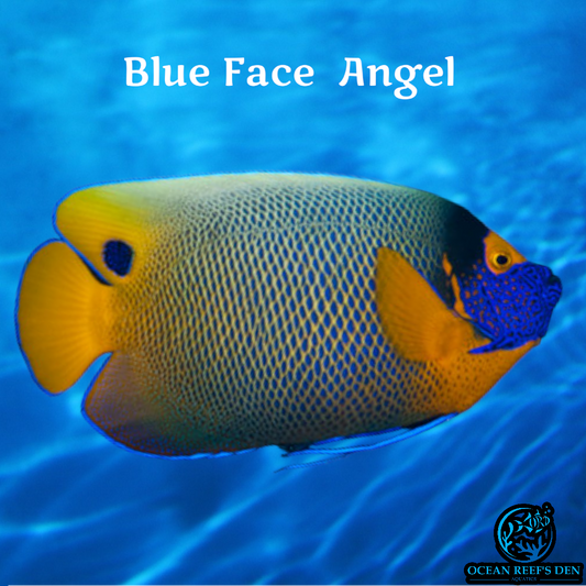 Angel - Blue Face - Adult