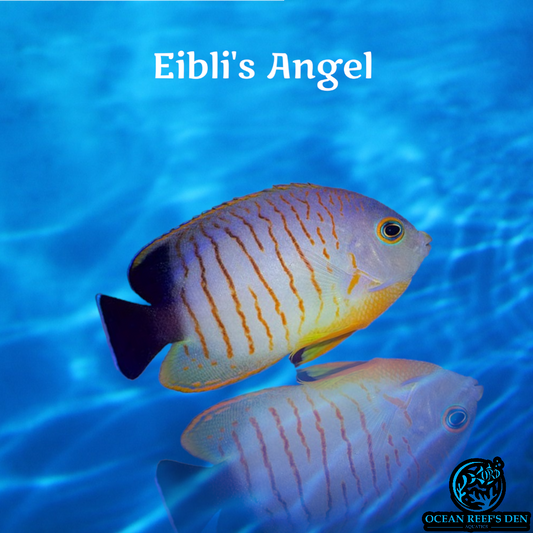 Angel - Eibli's
