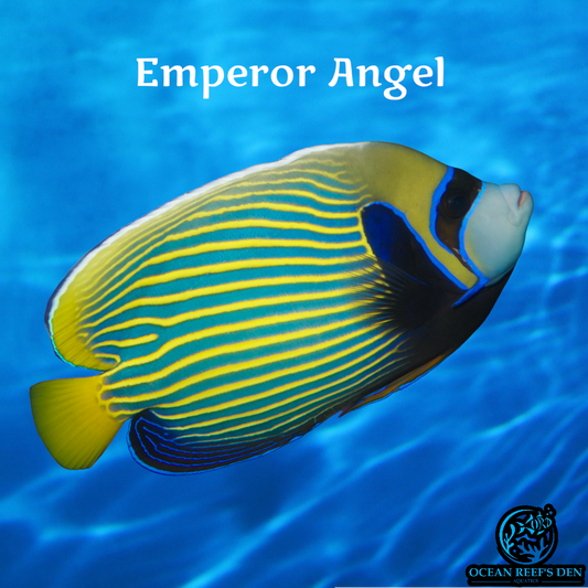 Angel - Emperor (semi-adult)