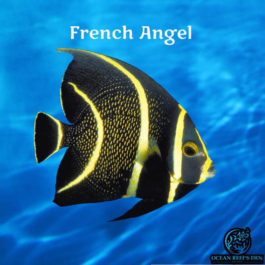 Angel - French