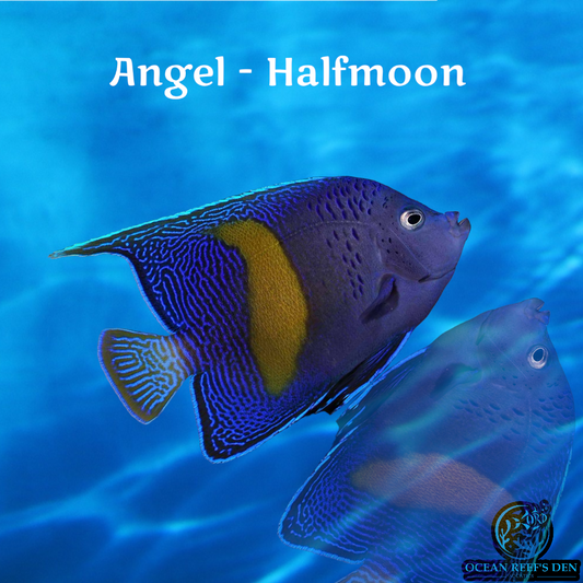 Angel - Asfur / Halfmoon