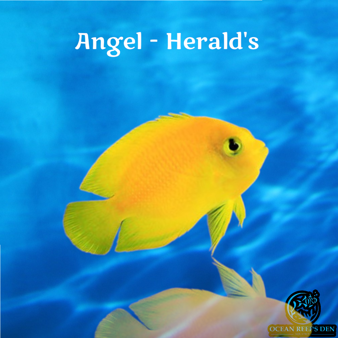 Angel - False Lemon Peel