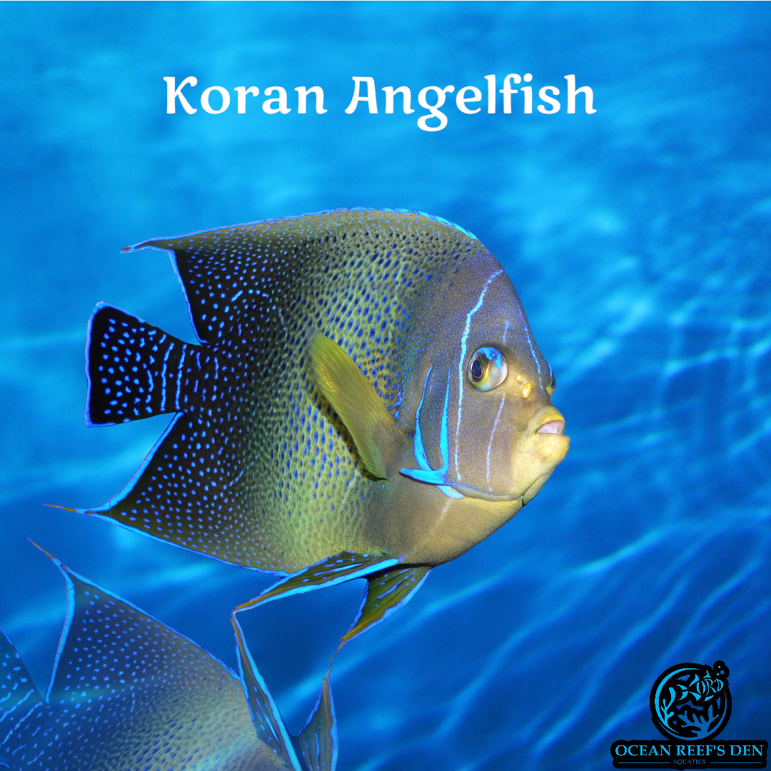 Angel - Koran Adult