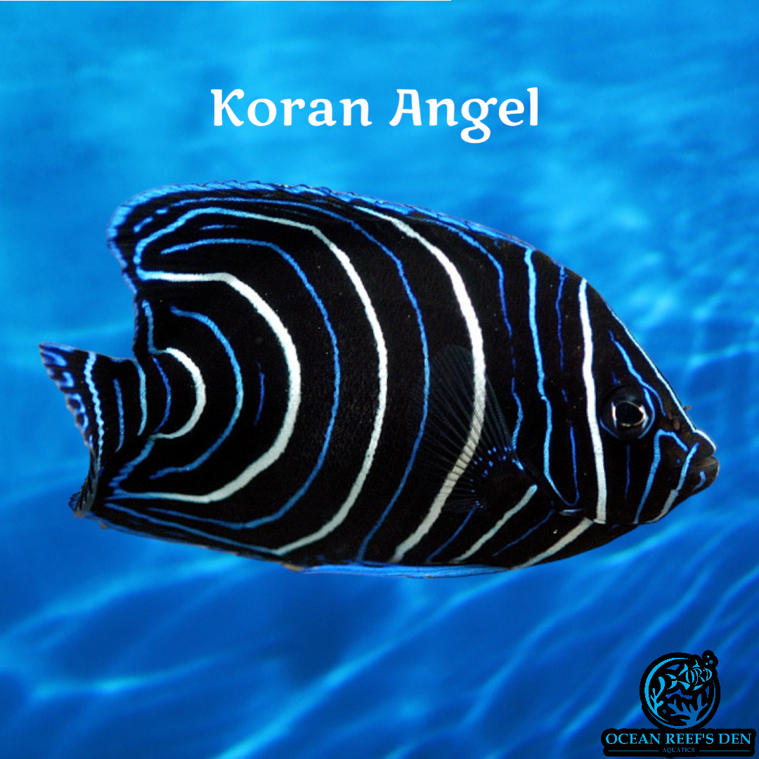 Angel - Koran Juv