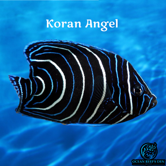 Angel - Koran Juv