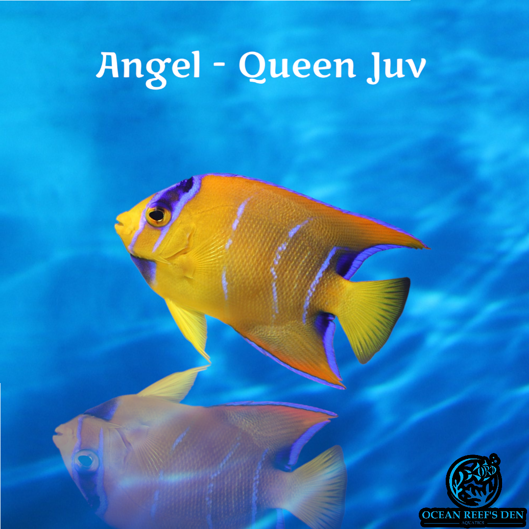 Angel - Queen Juv