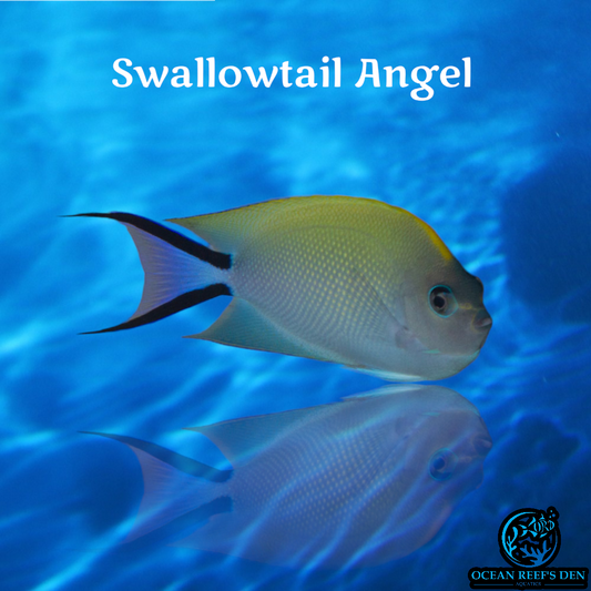 Angel - Swallowtail
