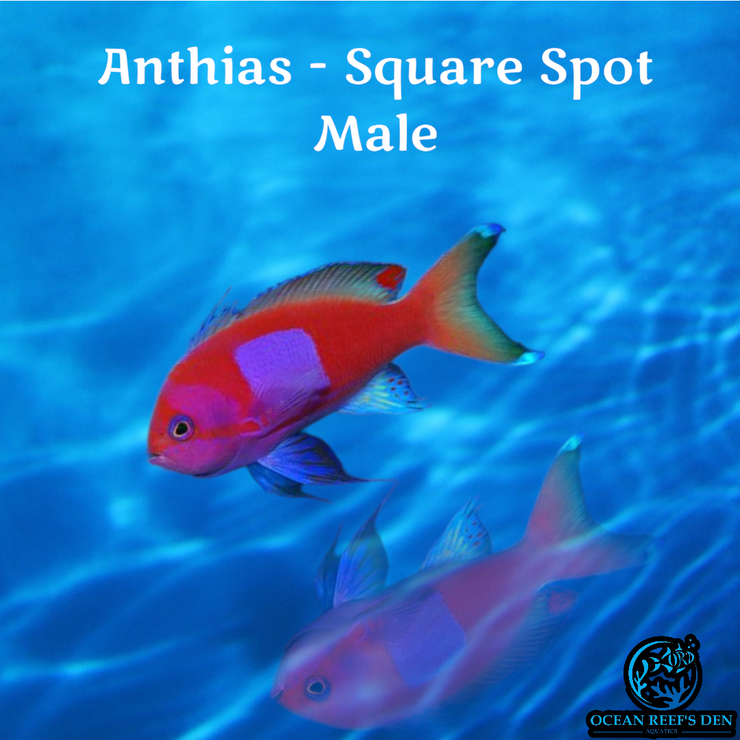 Anthias - Square Spot Male