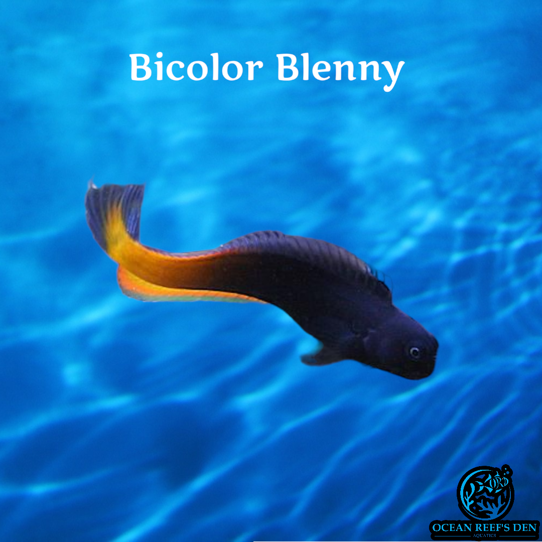 Blenny - Bicolor