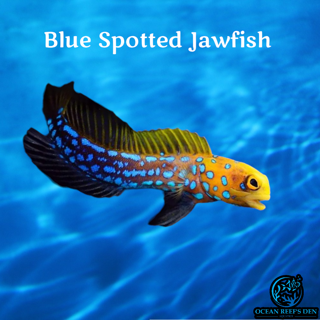 Jawfish - Blue Spotted