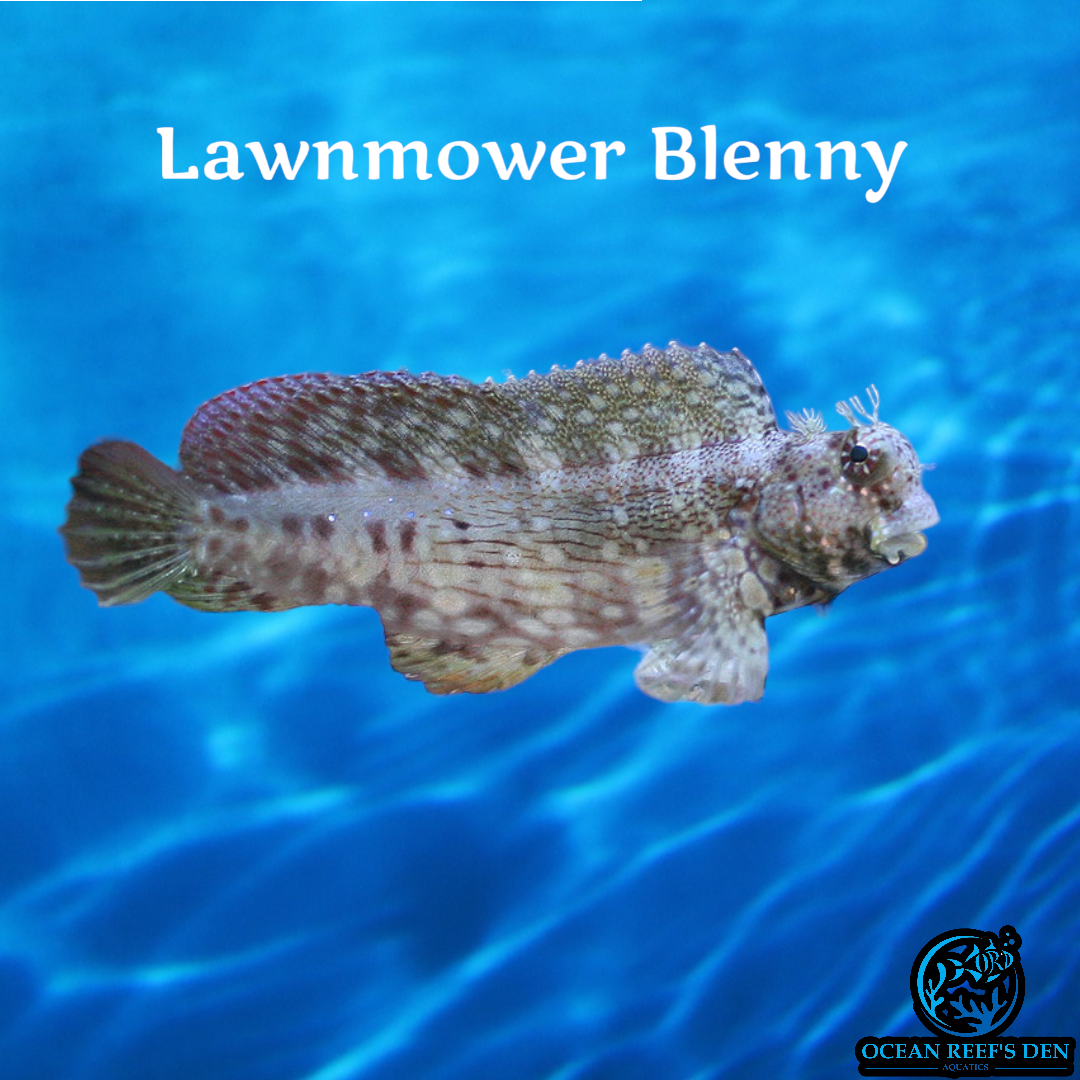 Blenny - Lawn Mower