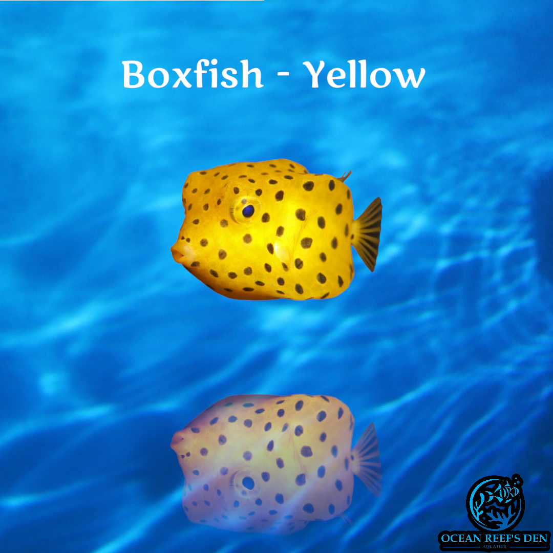 Boxfish - Yellow
