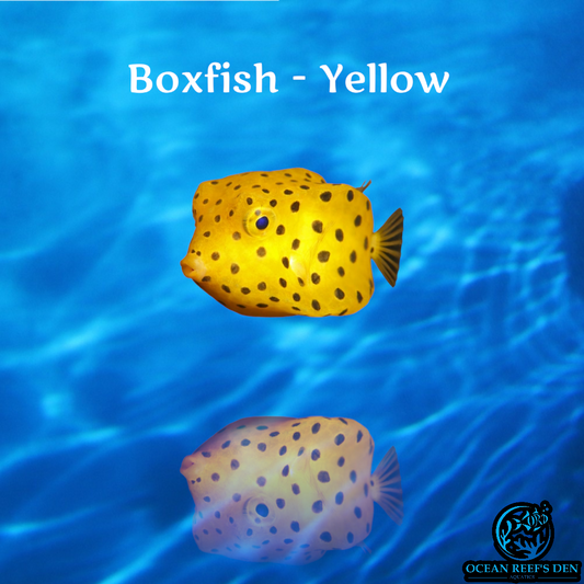 Boxfish - Yellow