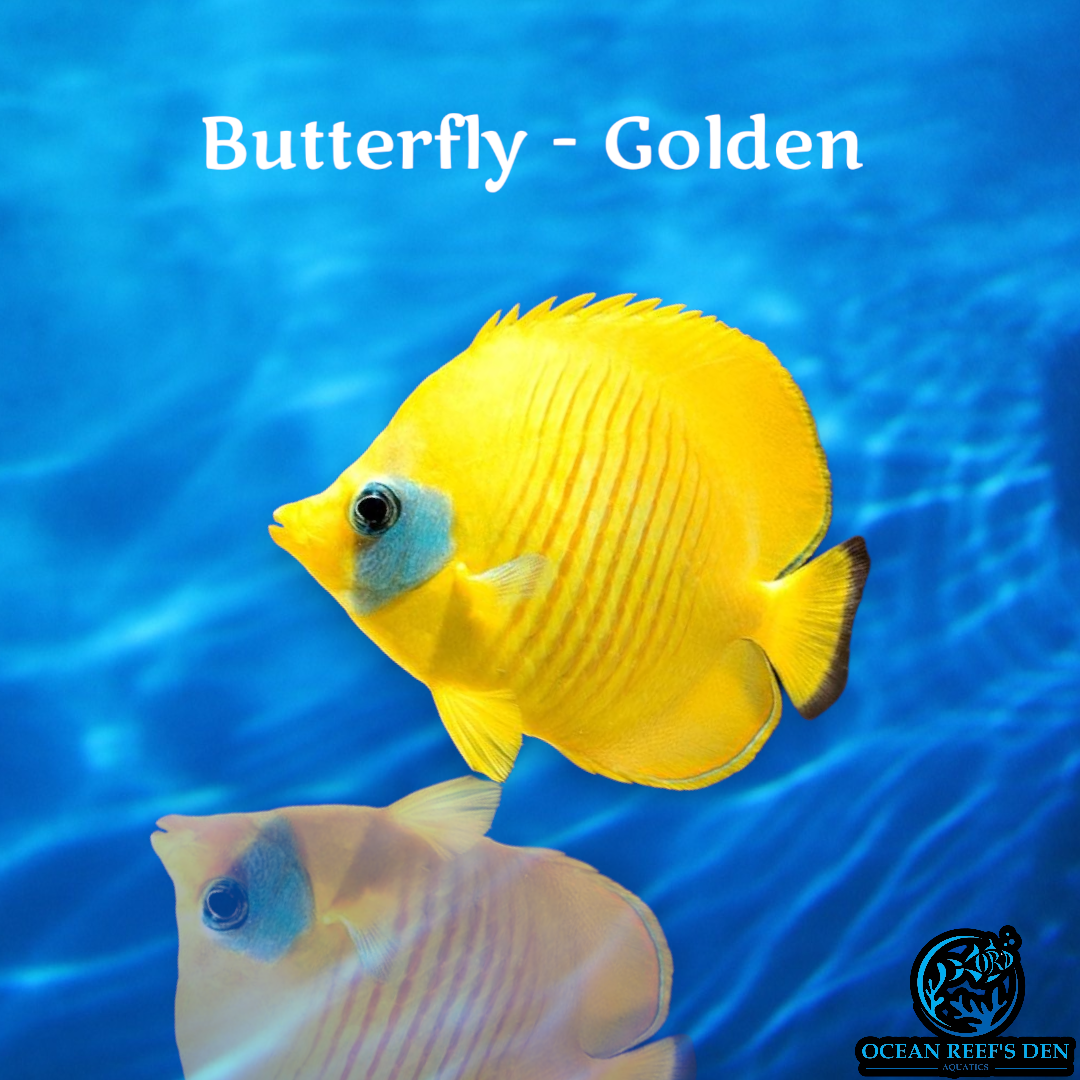 Butterfly - Golden