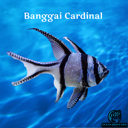 Cardinal  - Banggai