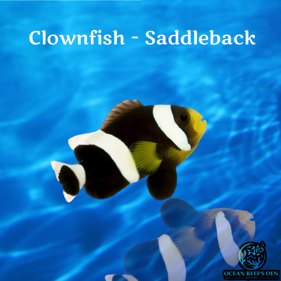 Clownfish - Saddleback Pair