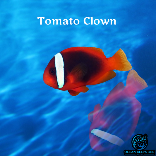 Clownfish - Tomato