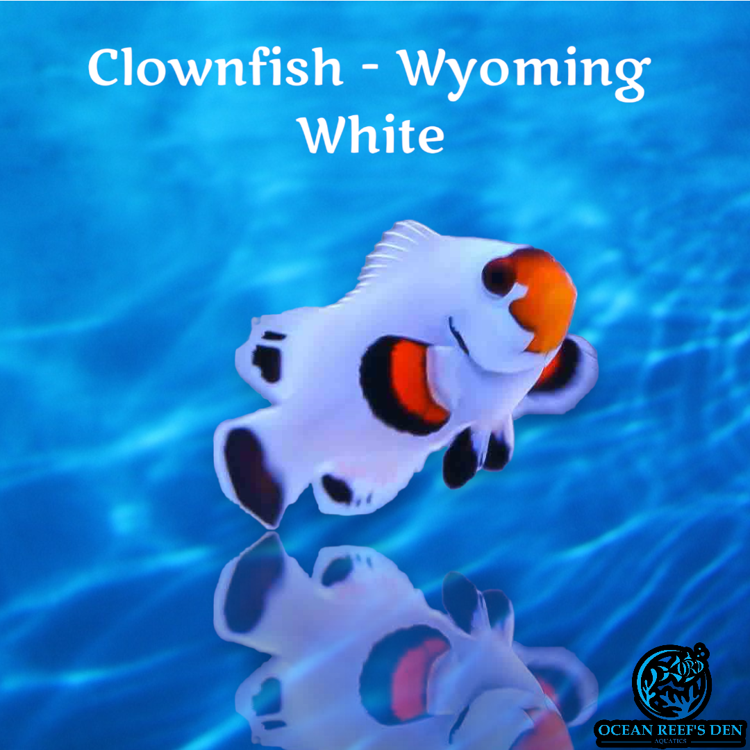 Clownfish - Wyoming White