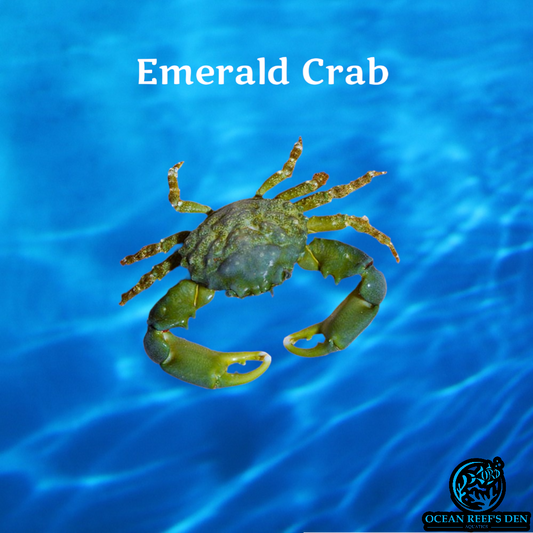 Crab - Emerald