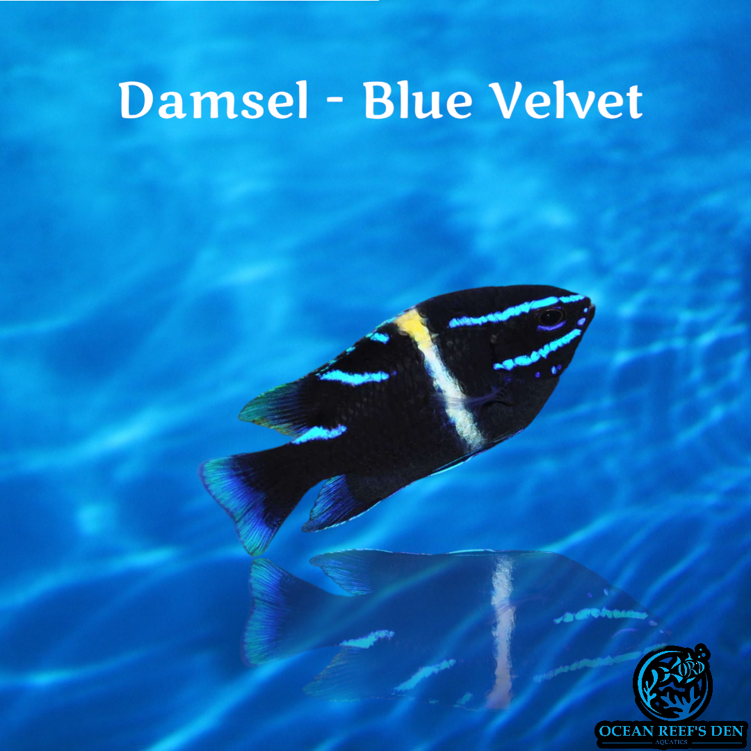 Damsel - Blue Velvet