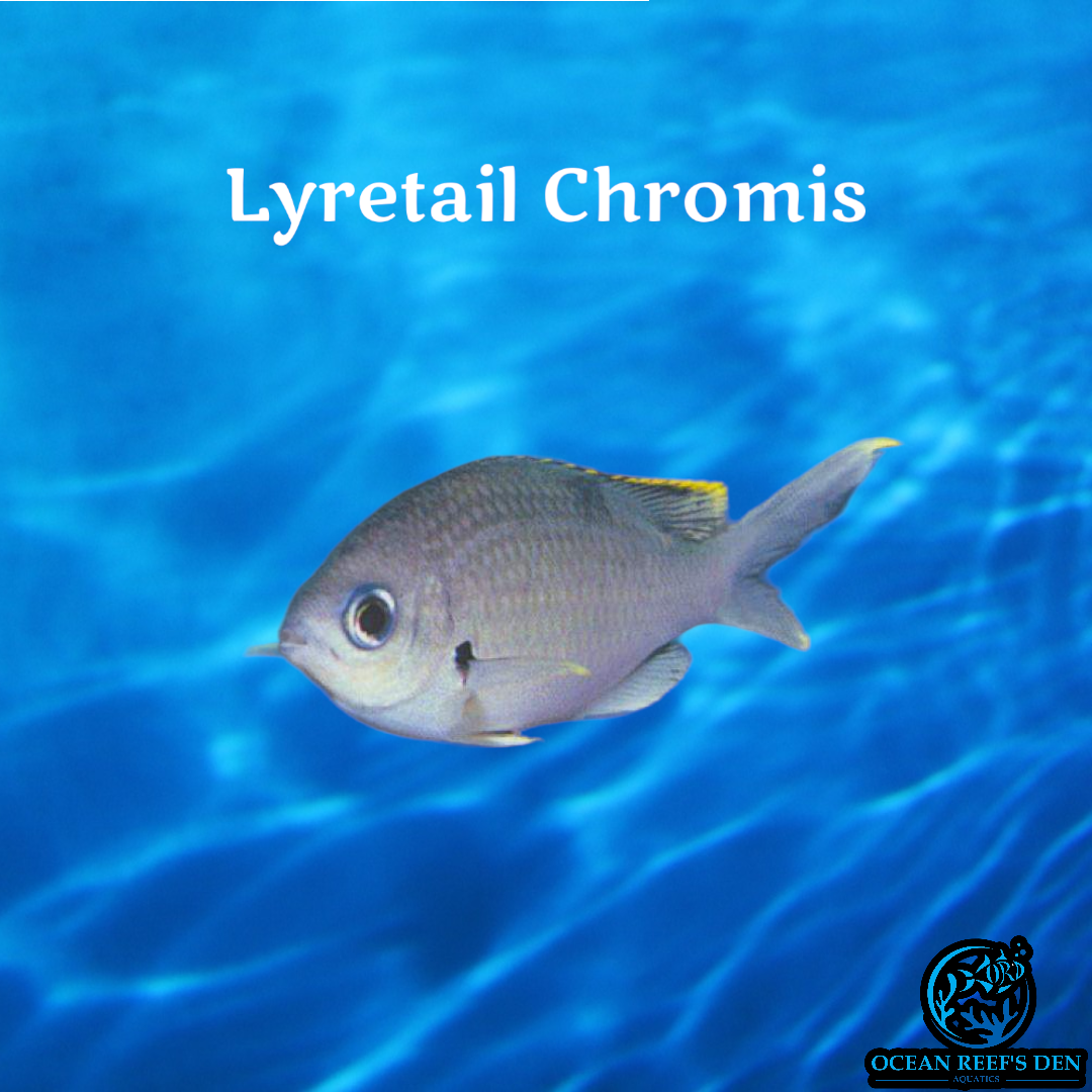 Chromis - Lyretail