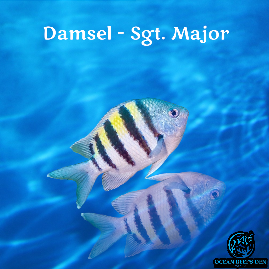 Damsel - Sgt. Major