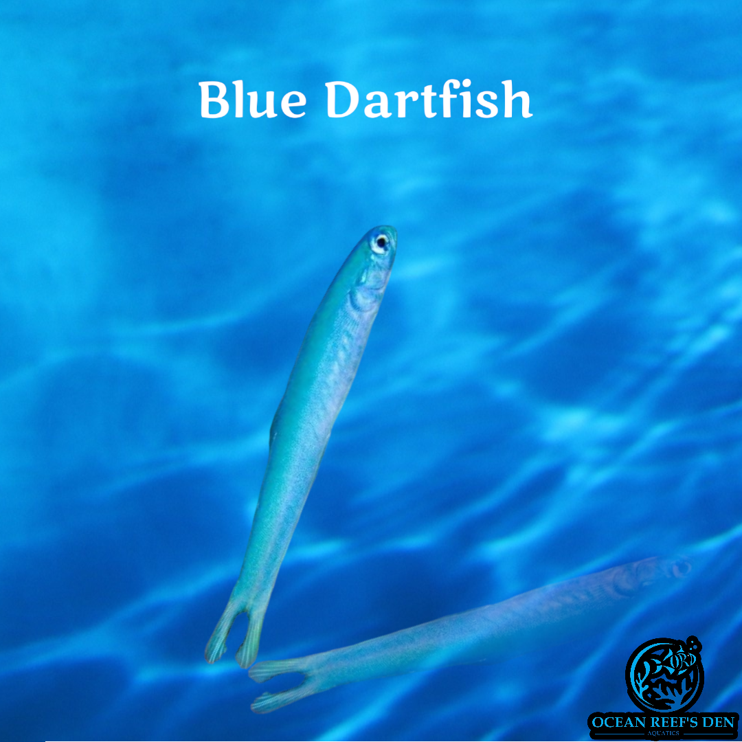 Dartfish - Neon Blue