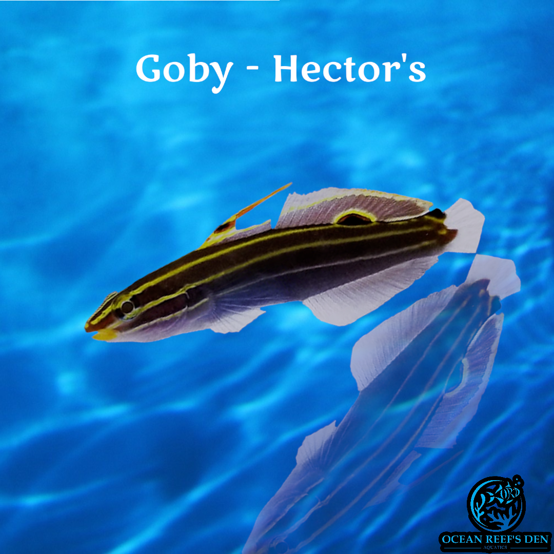 Goby - Hector's