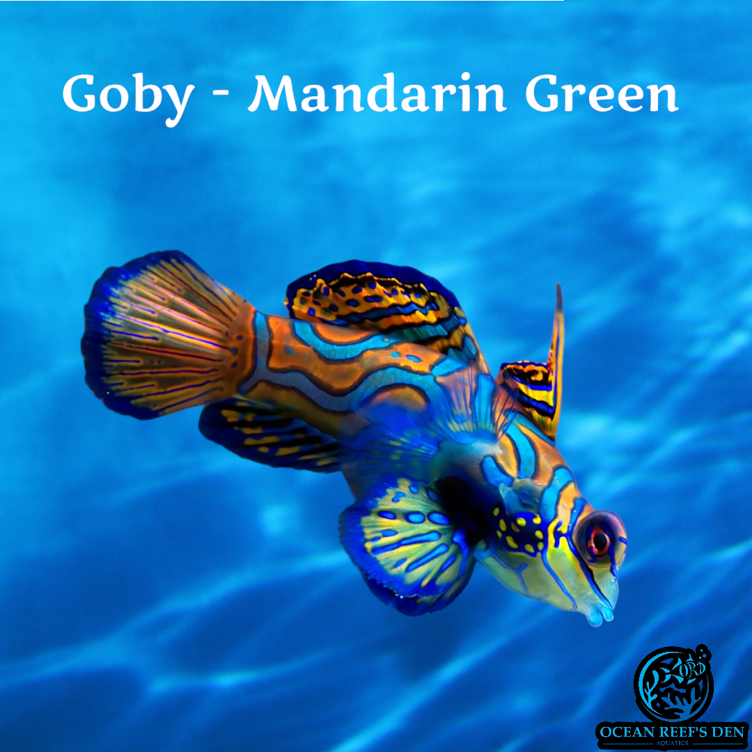 Goby - Mandarin Green