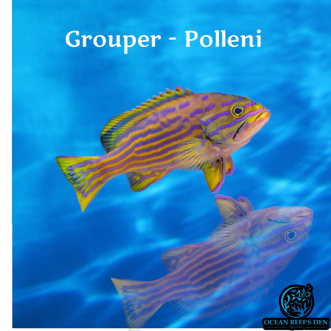 Grouper - Polleni