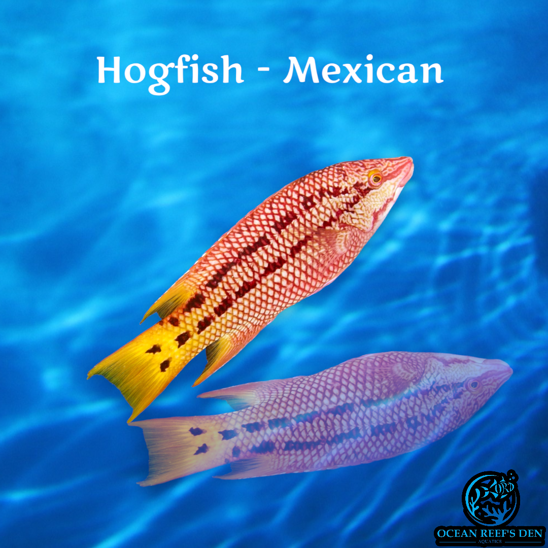 Hogfish - Mexican