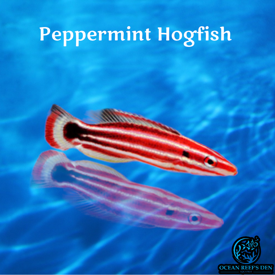 Hogfish - Peppermint