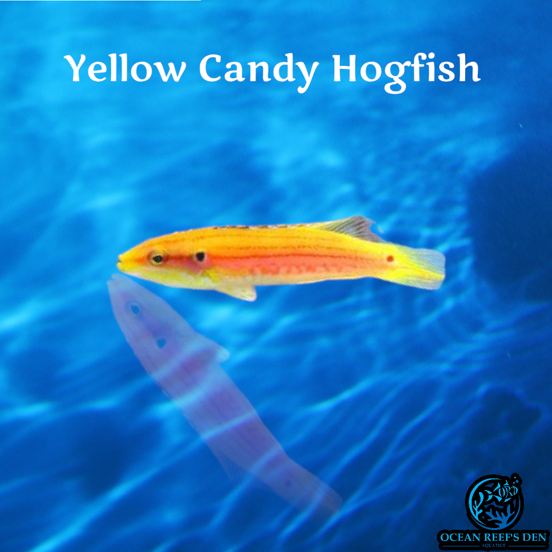 Hogfish - Yellow Candy