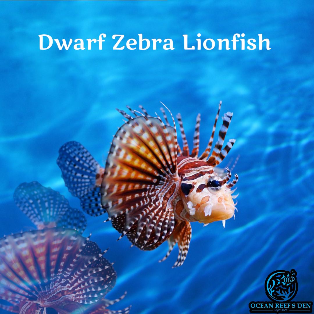 Lionfish - Dwarf Zebra