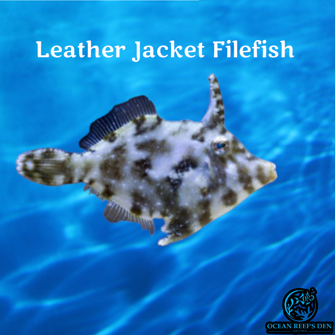 Filefish - Leather Jacket