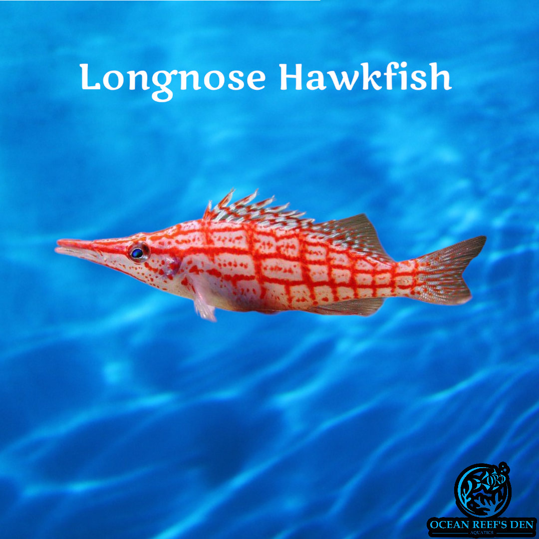 Hawkfish - Longnose