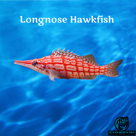Hawkfish - Longnose
