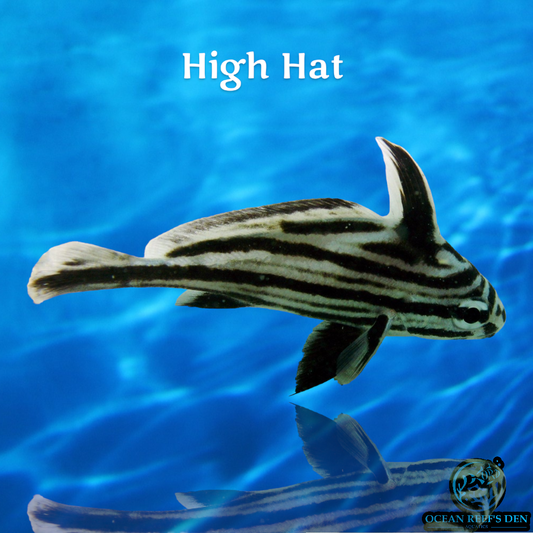 Misc SW Fish - High Hat