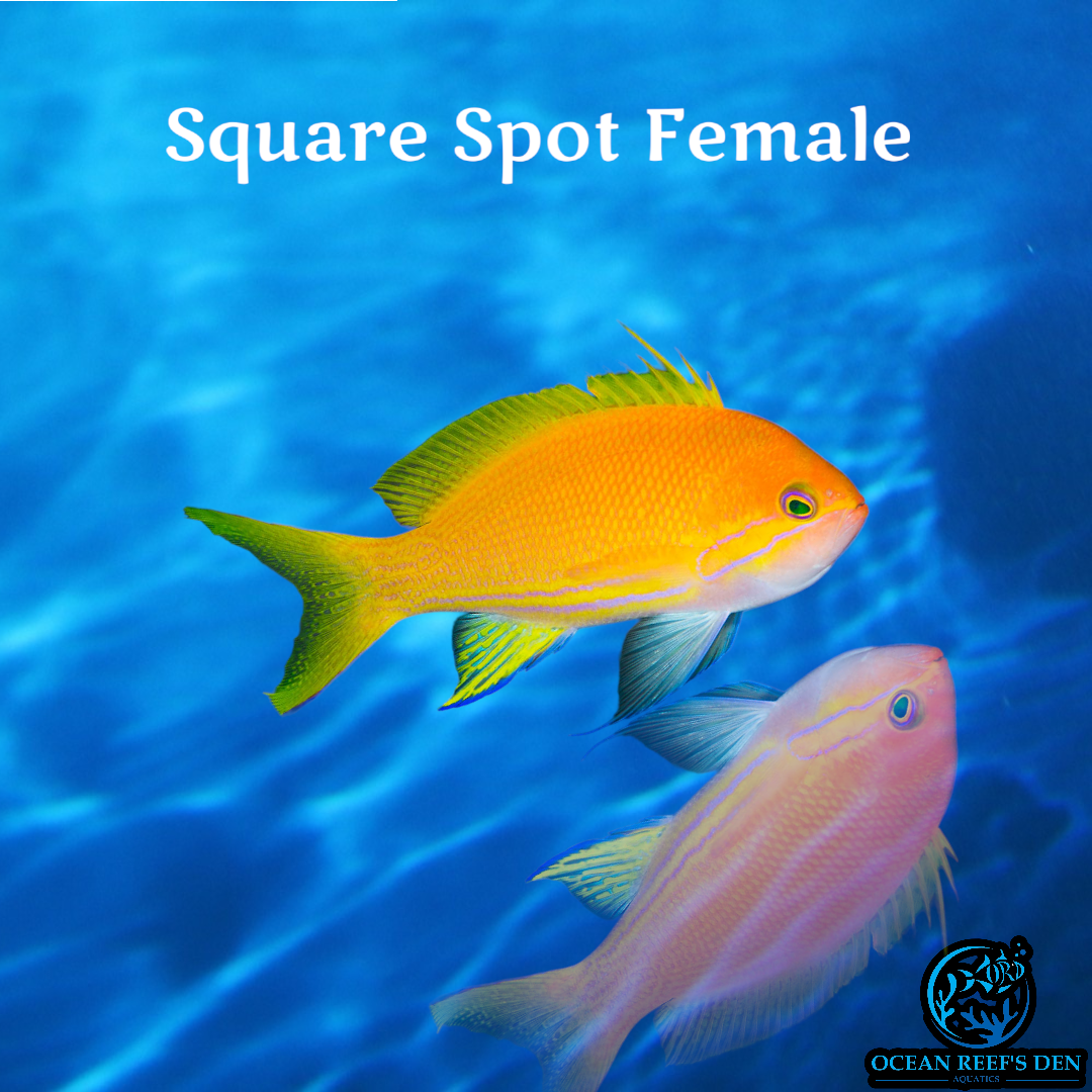Anthias - Square Spot Female
