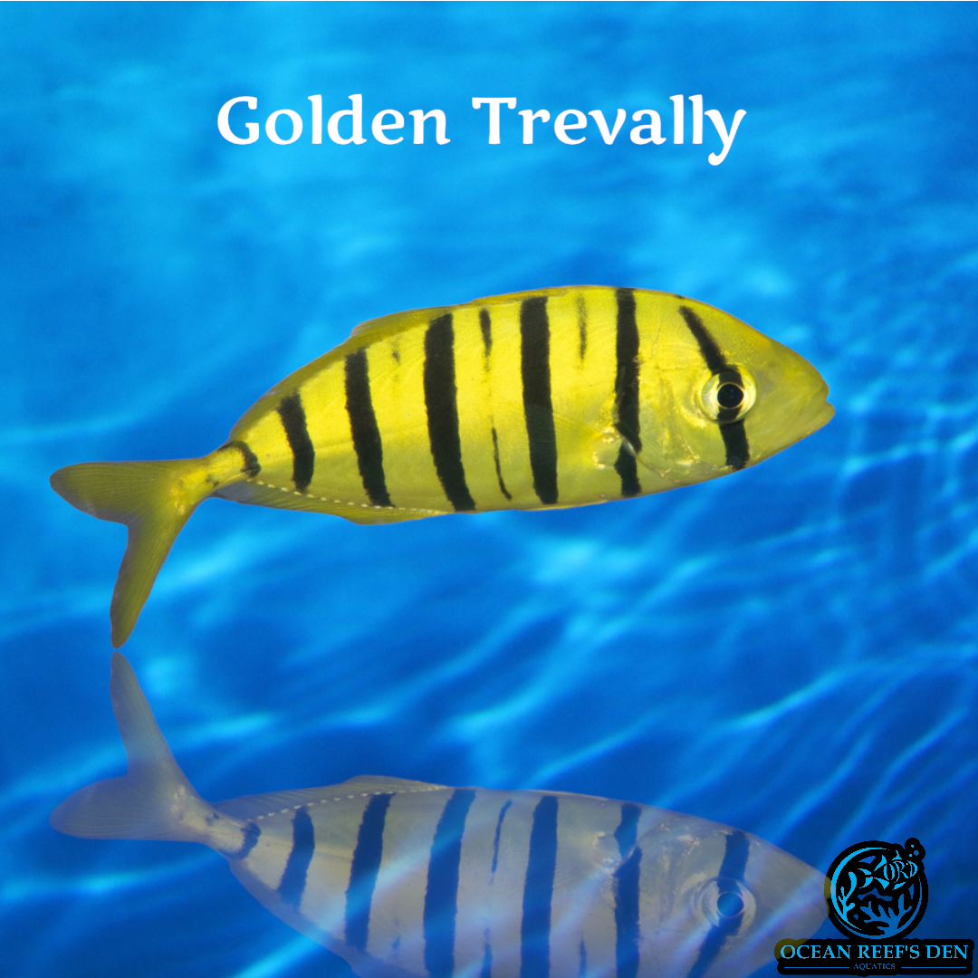 Snapper : Golden Travally Pilotfish Med