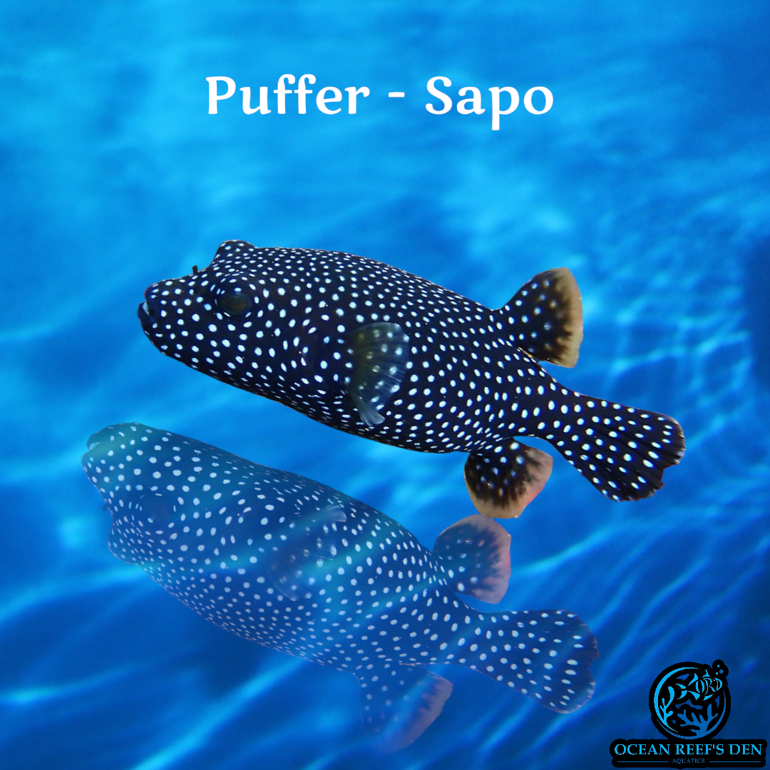 Puffer - Sapo