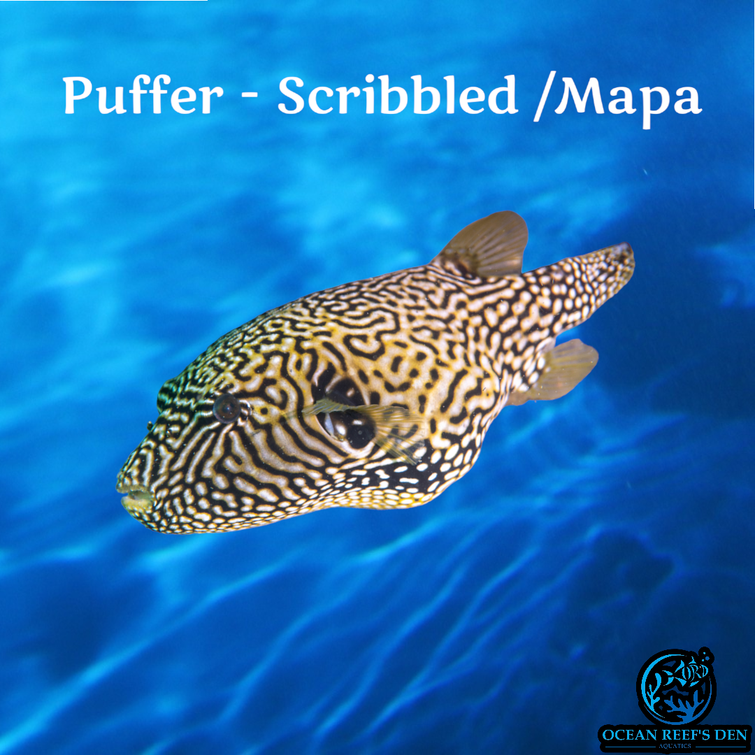Puffer - Mapa / Scribbled