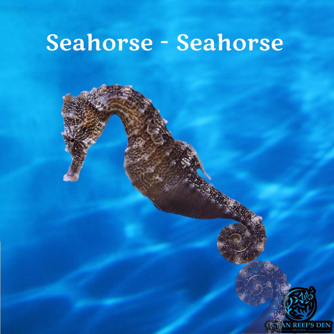 Seahorse - Seahorse
