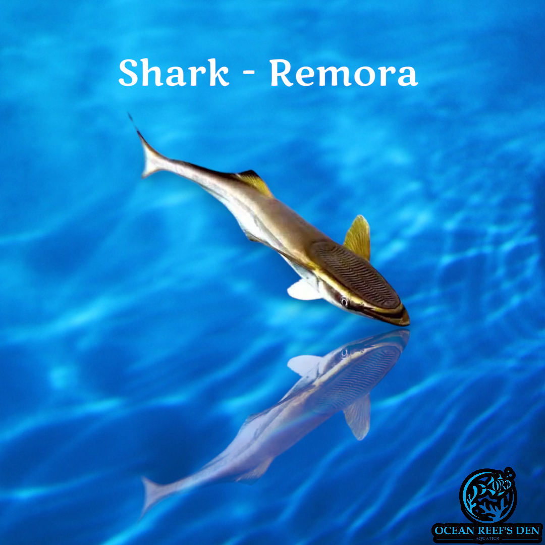 Shark - Remora