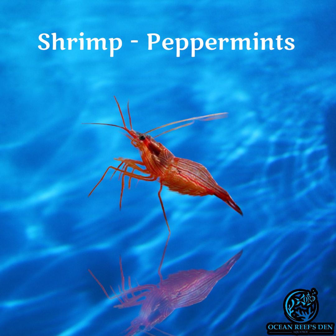 Shrimp - Peppermints