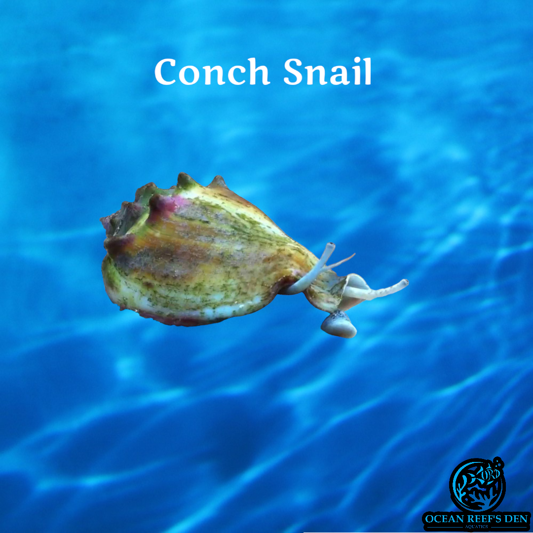 Snail - Conch