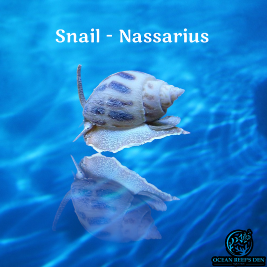 Snail - Nassarius