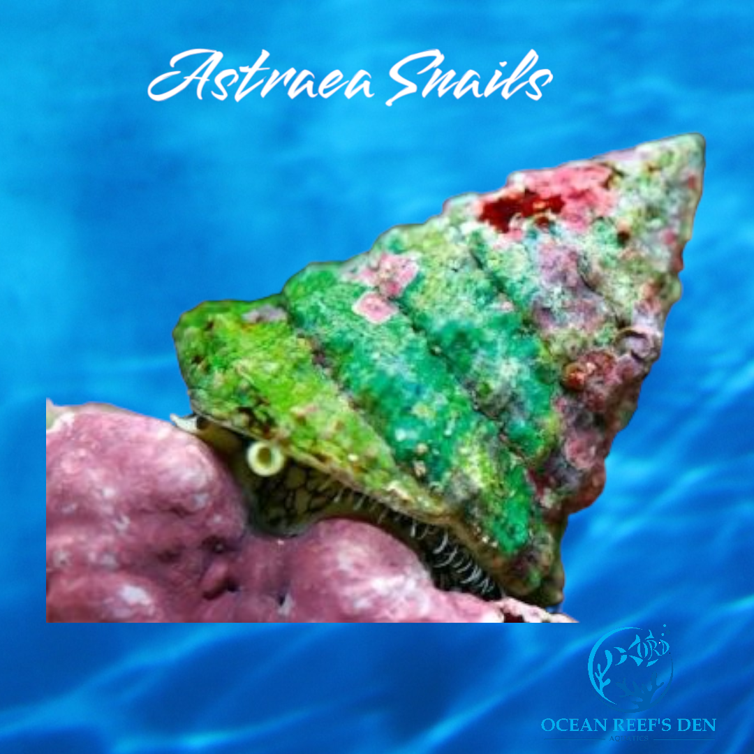 Snail - Astraea