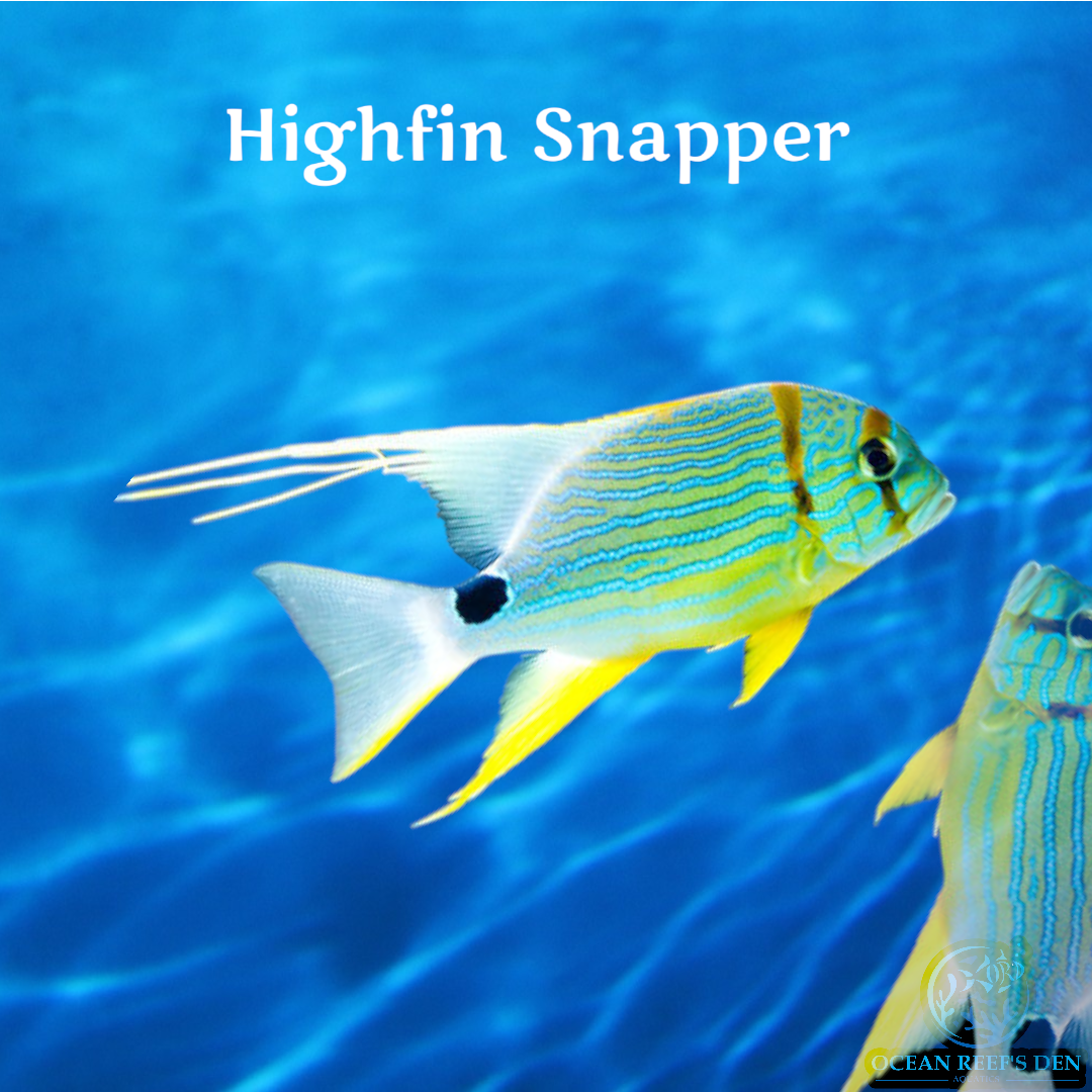 Snapper - Highfin